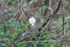 Tephrosia pentaphylla